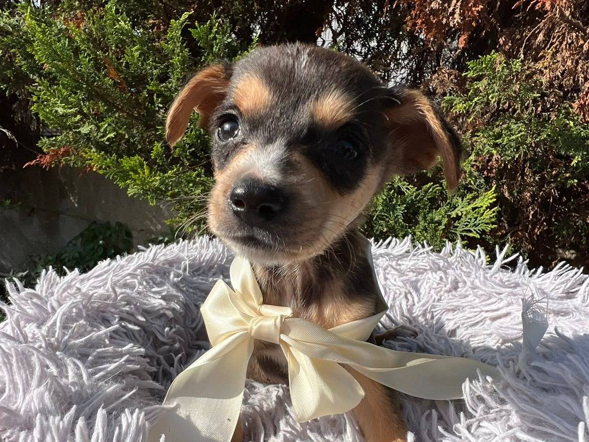 Adotta un cane, maschio, 2 mesi, Siracusa