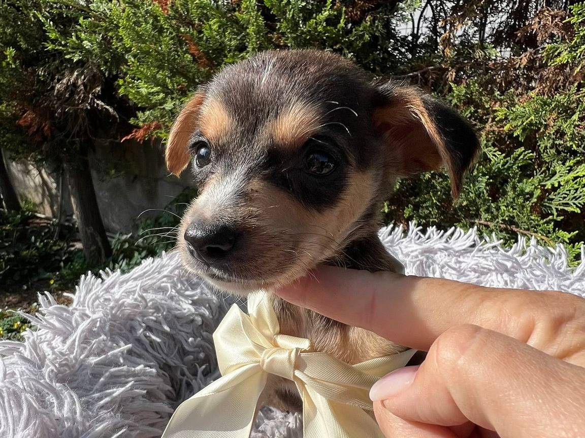 Adotta un cane, taglia media contenuta, maschio, Siracusa