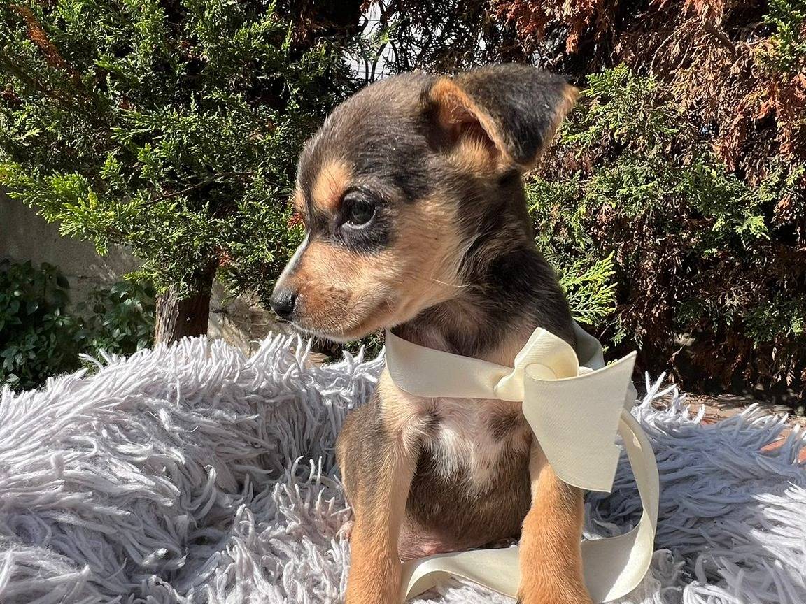 Vuoi adottare un cane a Siracusa?