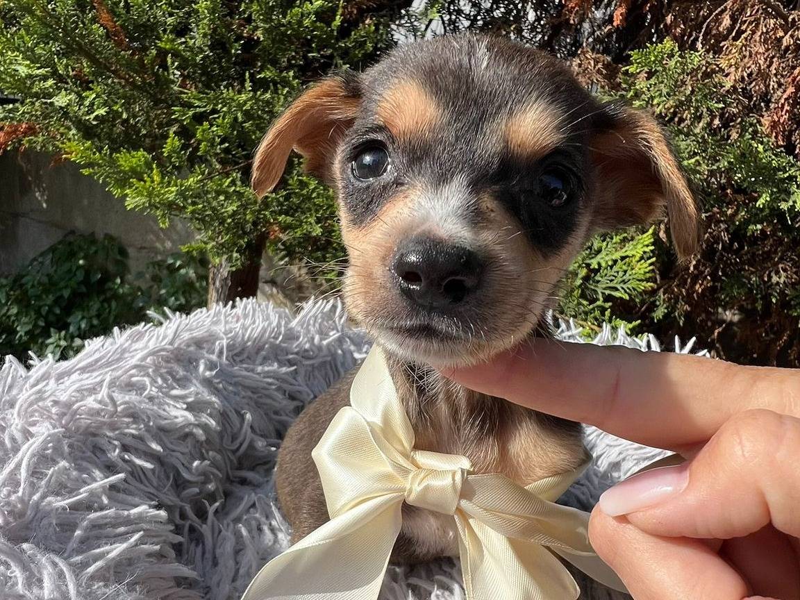 Adotta il cane TRUDY a Siracusa