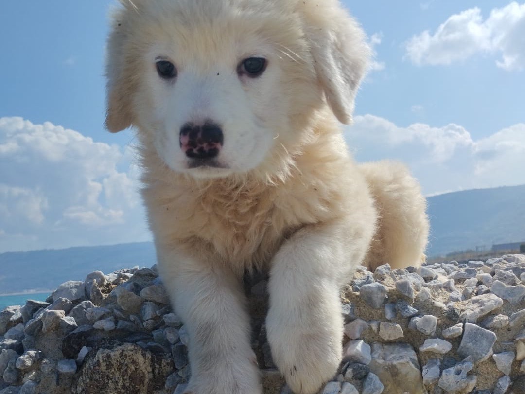 Adotta un cane, femmina, 3 mesi, Vibo