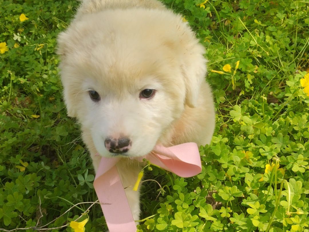 Adotta un cane, taglia grande, femmina, Vibo