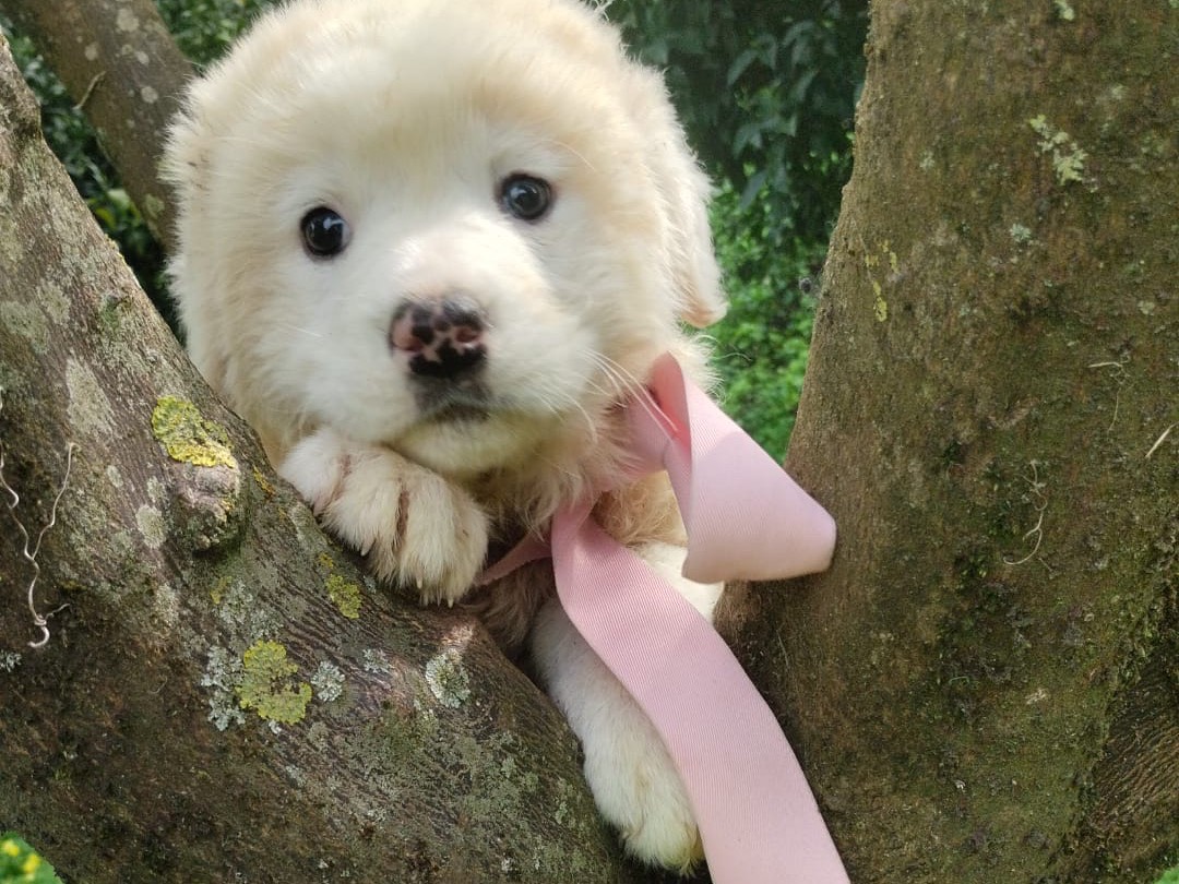 Vuoi adottare un cane a Vibo?