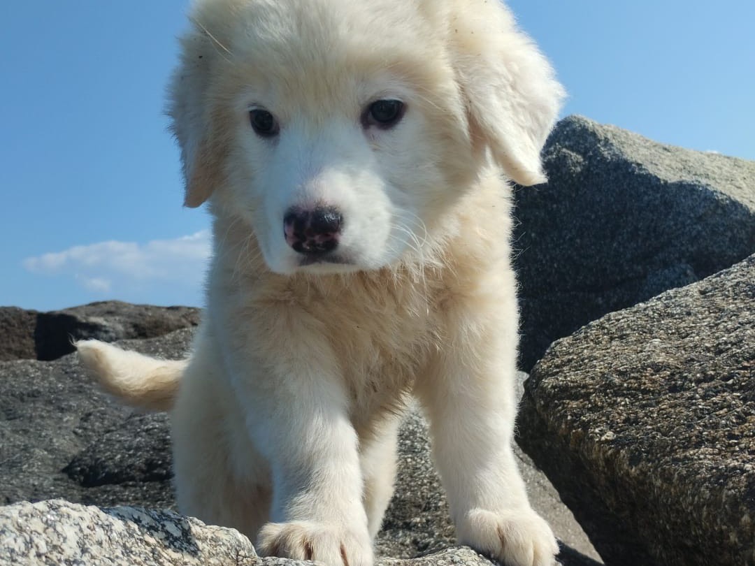 Adotta il cane SARAH a Vibo