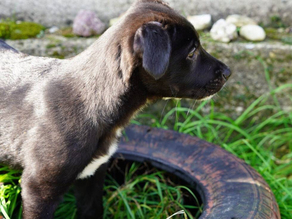 Adozione cane, maschio, Razza sconosciuta Razza sconosciuta, 3 mesi, taglia media, Lodi