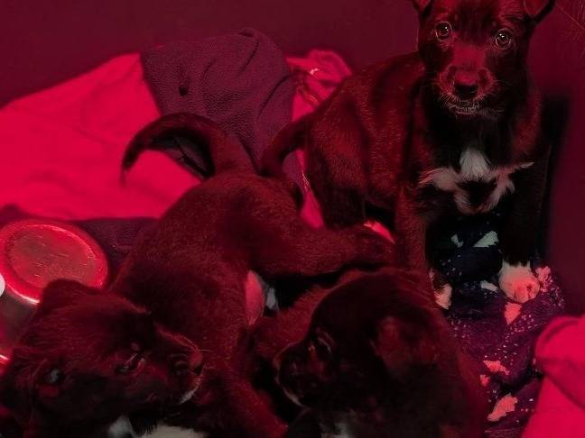 Adotta un cane, maschio, 3 mesi, Lodi