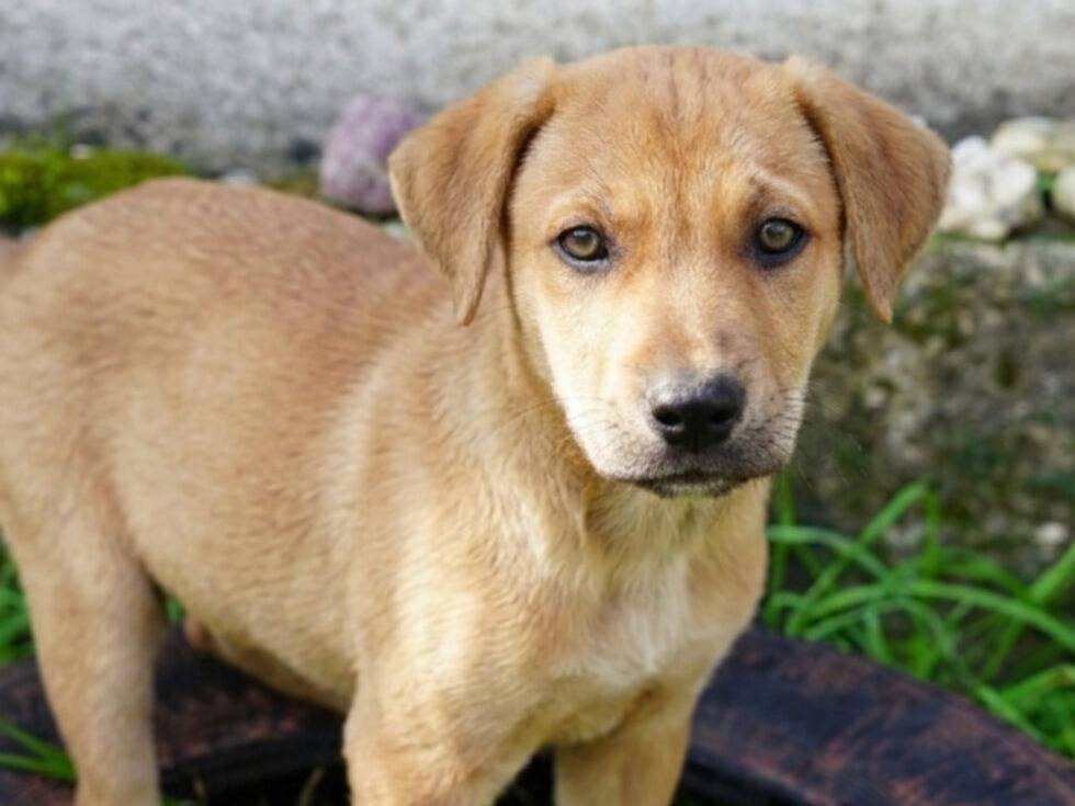 Adozione cane, maschio, Razza sconosciuta Razza sconosciuta, 3 mesi, taglia media, Lodi