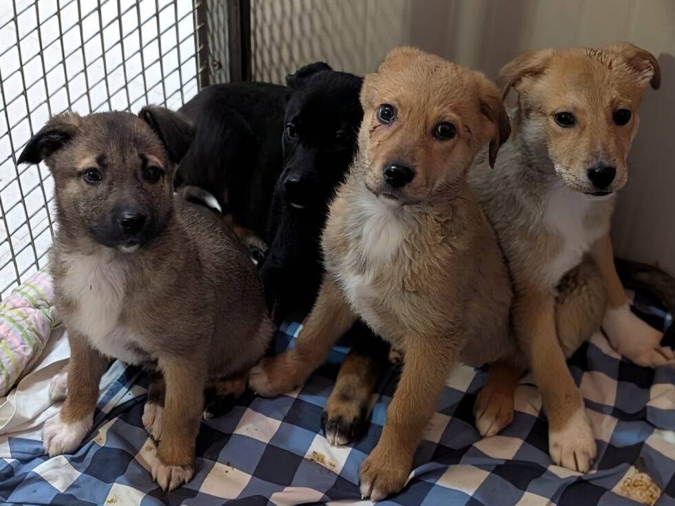 Adotta un cane, maschio, 3 mesi, Lodi