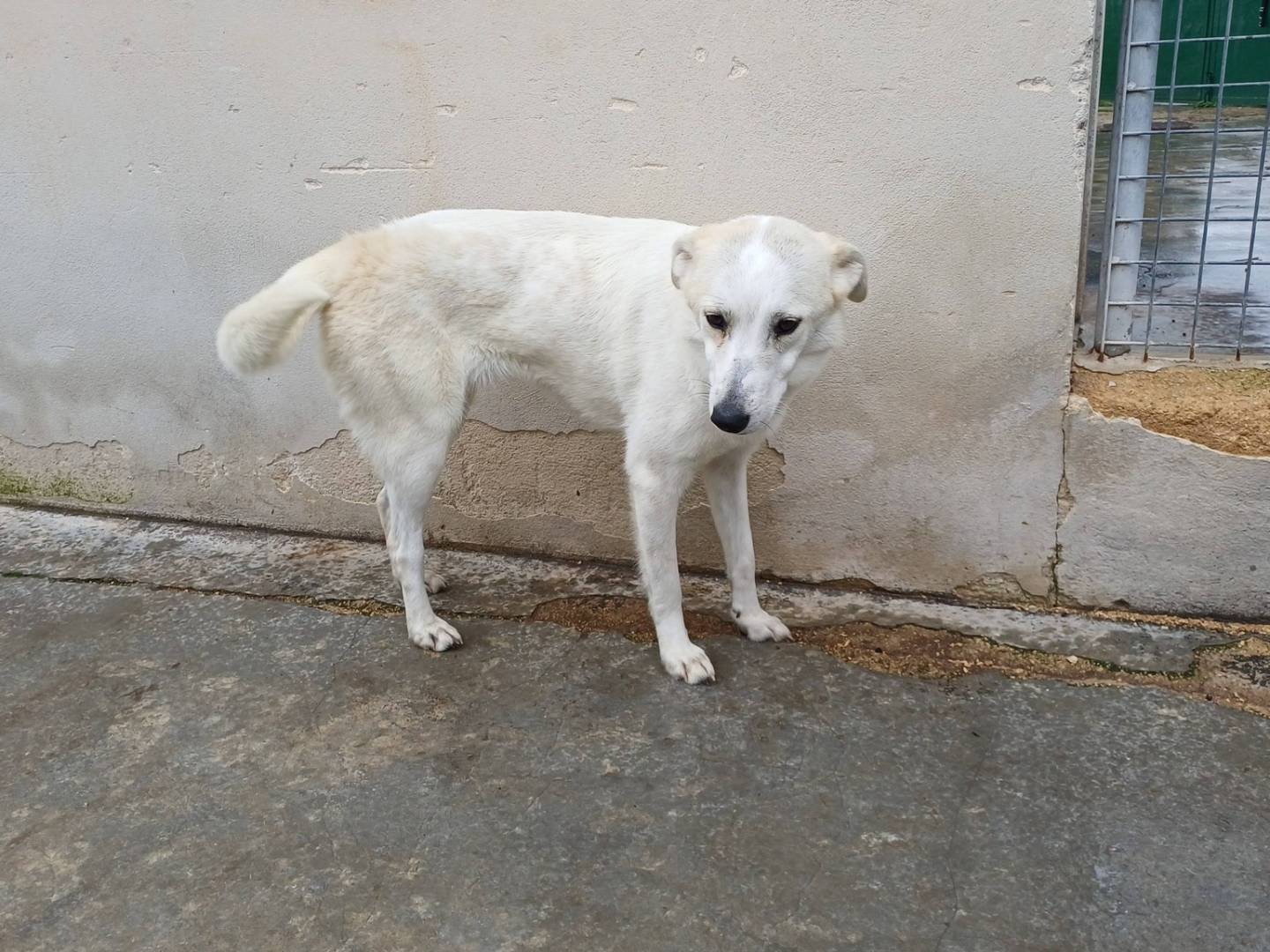 Adotta un cane, femmina, 9 mesi, Torino