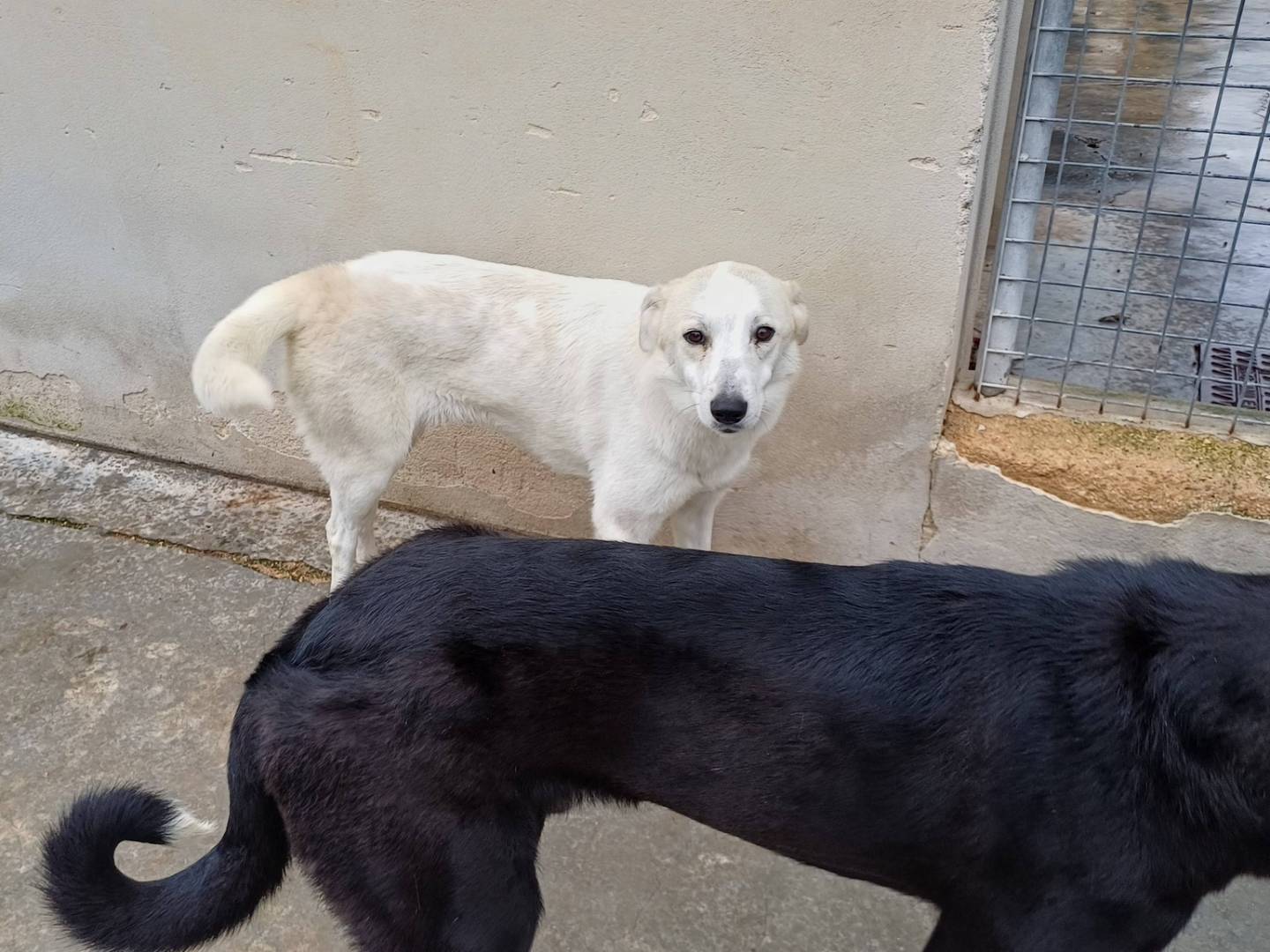 Vuoi adottare un cane a Torino?