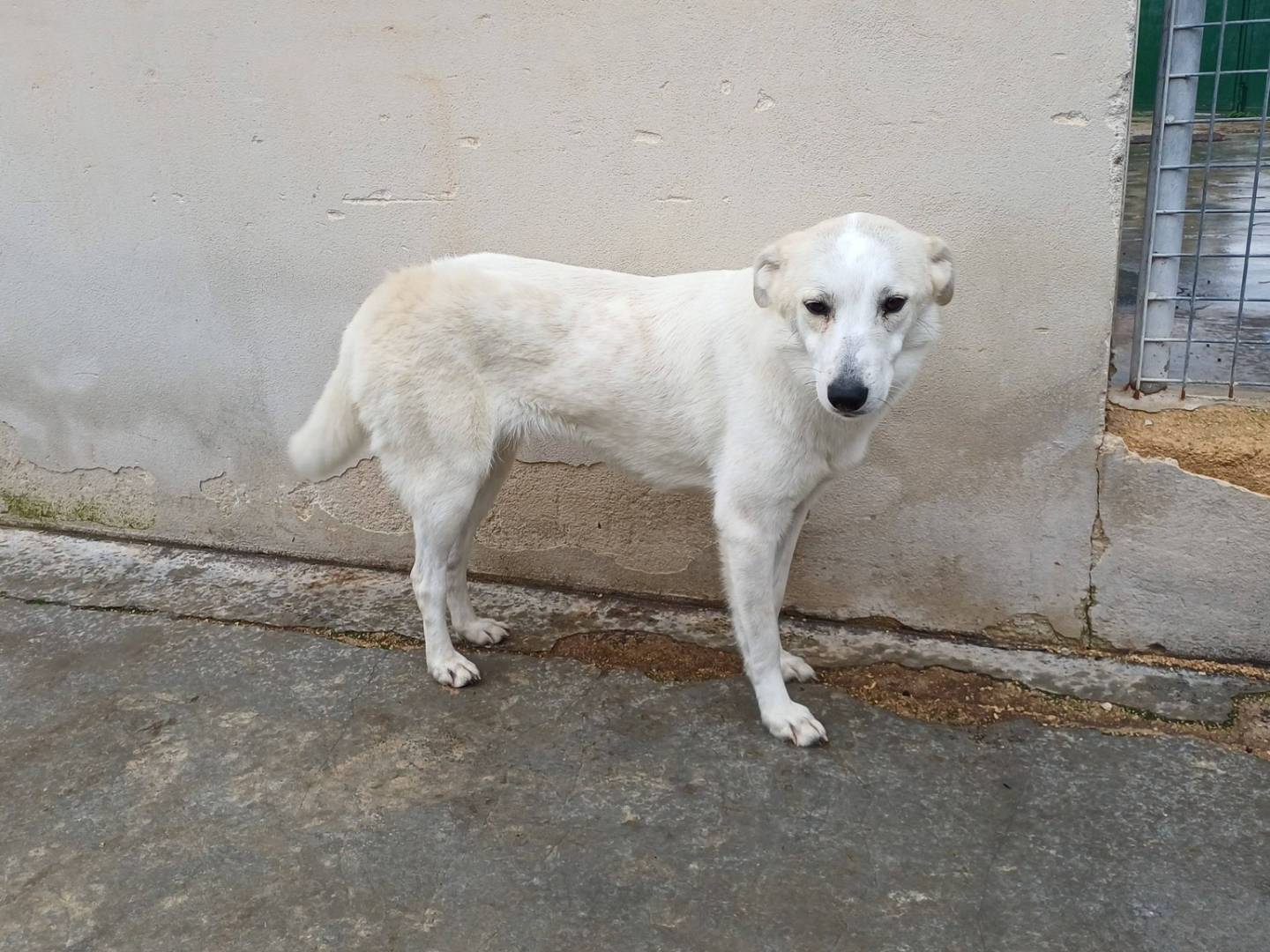 Adotta il cane Samira a Torino