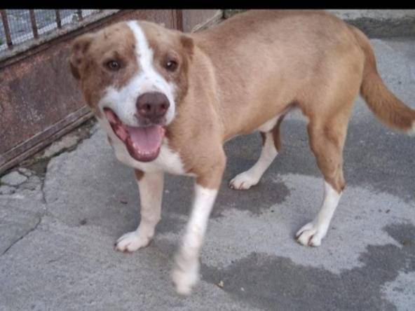 Adozione cane, maschio, Razza sconosciuta Razza sconosciuta, 8 mesi, taglia media, Siracusa