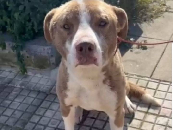 Adotta un cane, maschio, 8 mesi, Siracusa