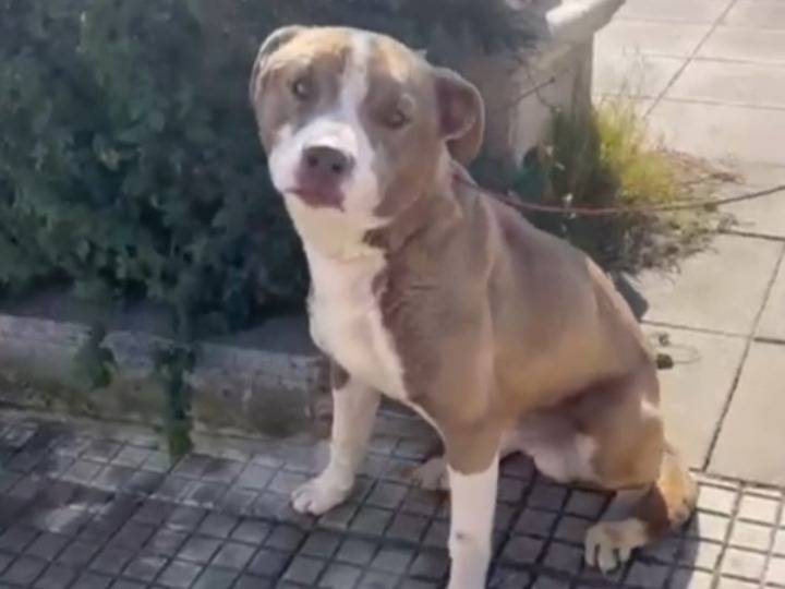 Adotta un cane, taglia media, maschio, Siracusa
