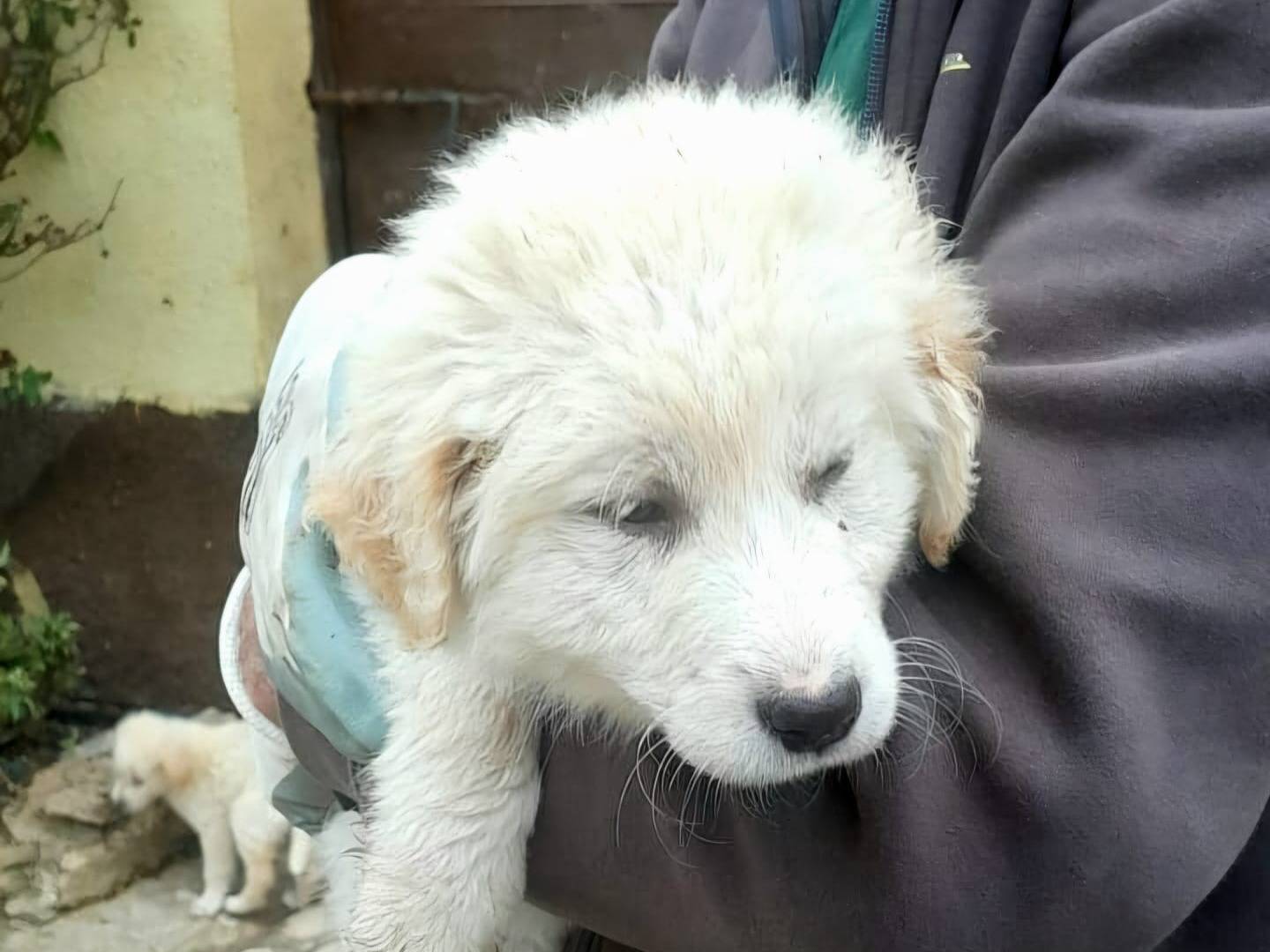 Adozione cane, femmina, Pastore maremmano Razza sconosciuta, 3 mesi, taglia media, Crotone