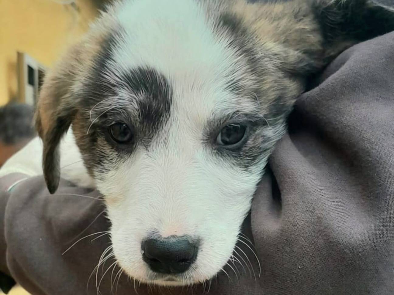 Adozione cane, femmina, Razza sconosciuta Razza sconosciuta, 3 mesi, taglia media, Crotone