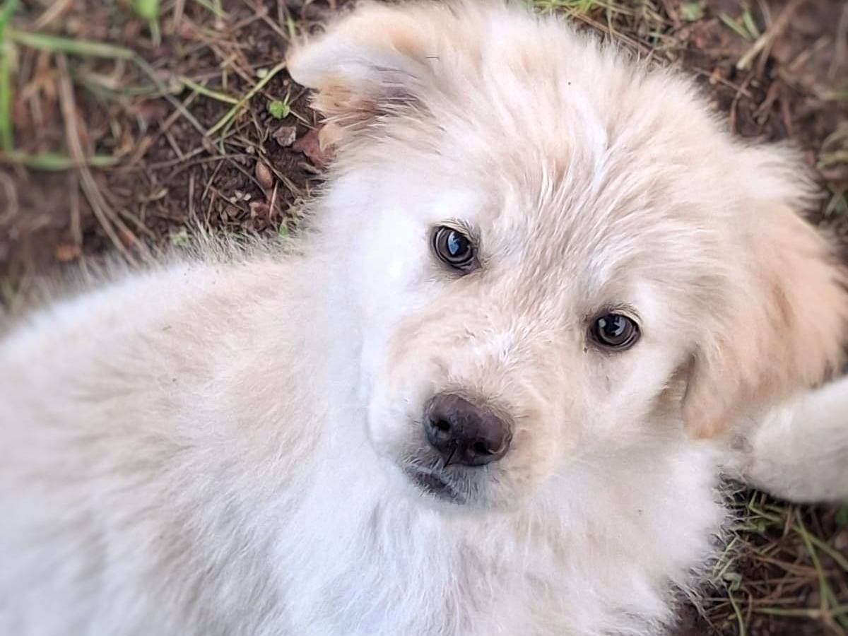 Adozione cane, femmina, Pastore maremmano Razza sconosciuta, 3 mesi, taglia media, Crotone