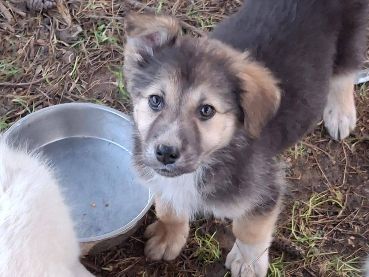 Adozione cane, femmina, Pastore maremmano Razza sconosciuta, 3 mesi, taglia media, Crotone