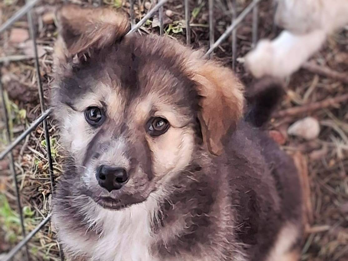 Adotta un cane, femmina, 3 mesi, Crotone