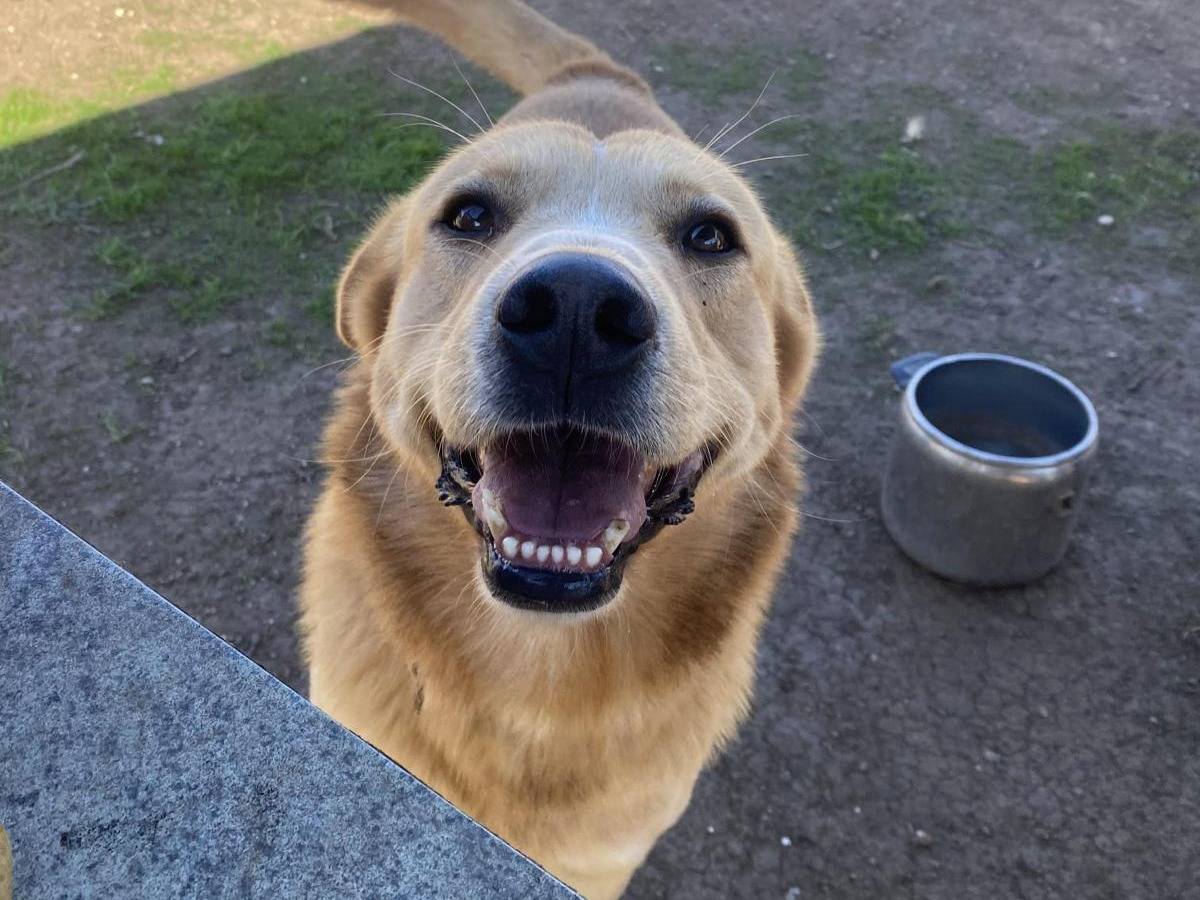 Adotta un cane, maschio, 5 anni e 7 mesi, Bari