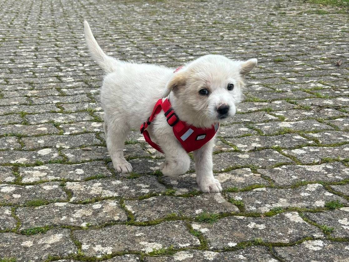 Adotta un cane, maschio, 2 mesi, Bari