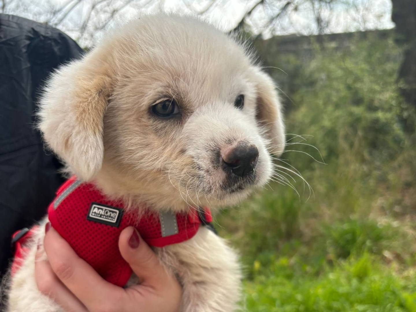 Adotta un cane, taglia grande, maschio, Bari