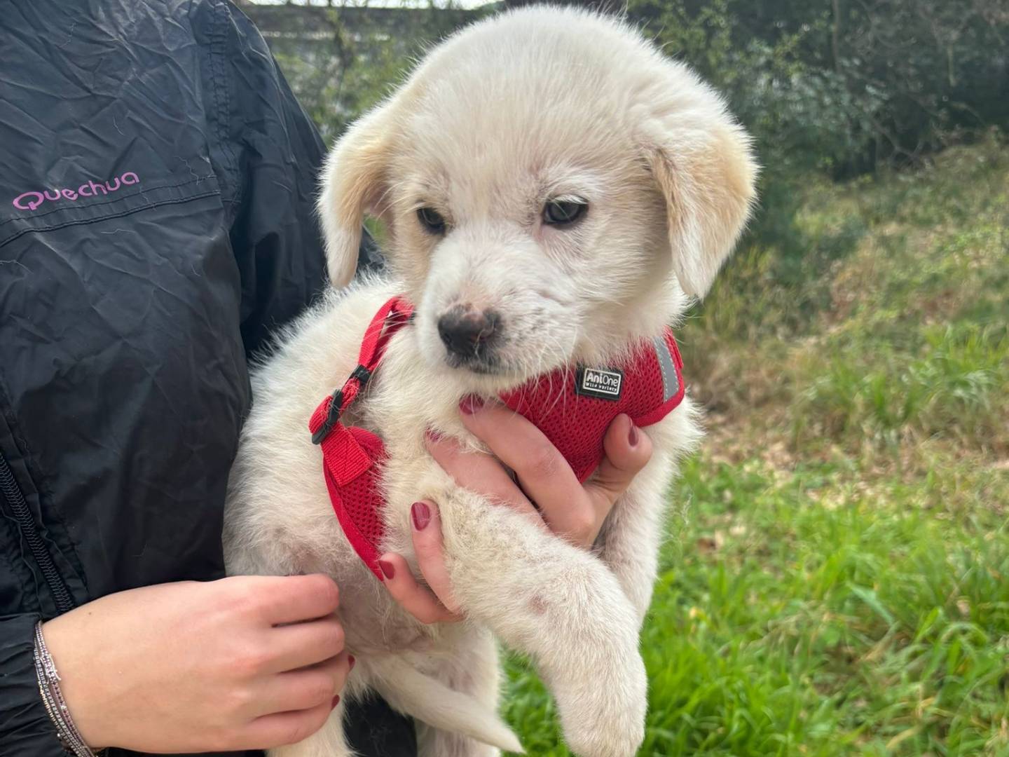 Vuoi adottare un cane a Bari?