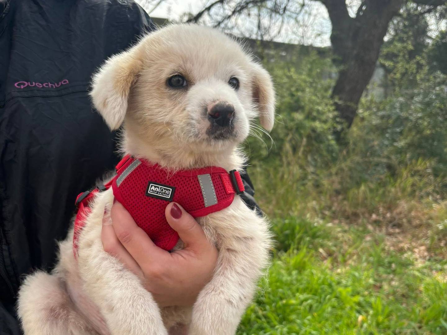 Adotta il cane Lollo a Bari