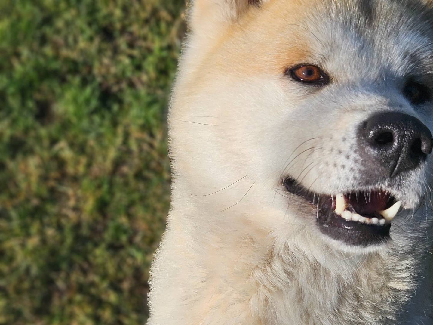 Adotta un cane, taglia grande, femmina, Rieti