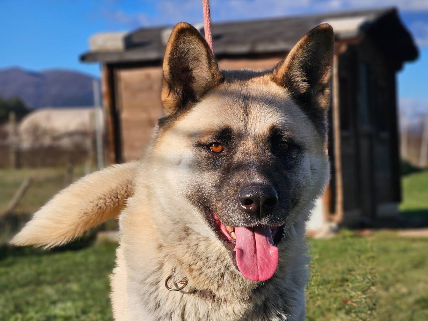 Vuoi adottare un cane a Rieti?