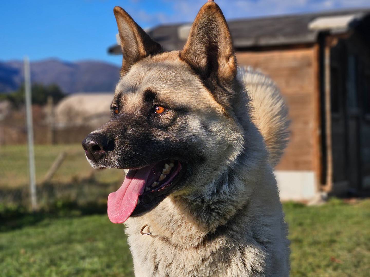 Adotta il cane Hachiko  a Rieti