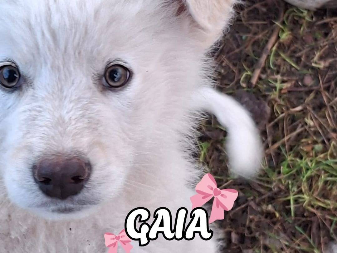 Adozione cane, femmina, Pastore maremmano Razza sconosciuta, 2 mesi, taglia media, Crotone