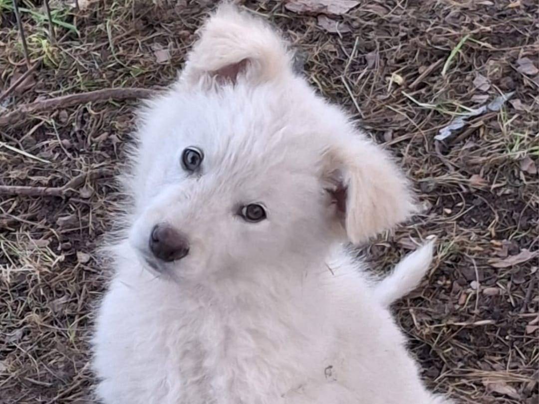 Adotta un cane, femmina, 2 mesi, Crotone