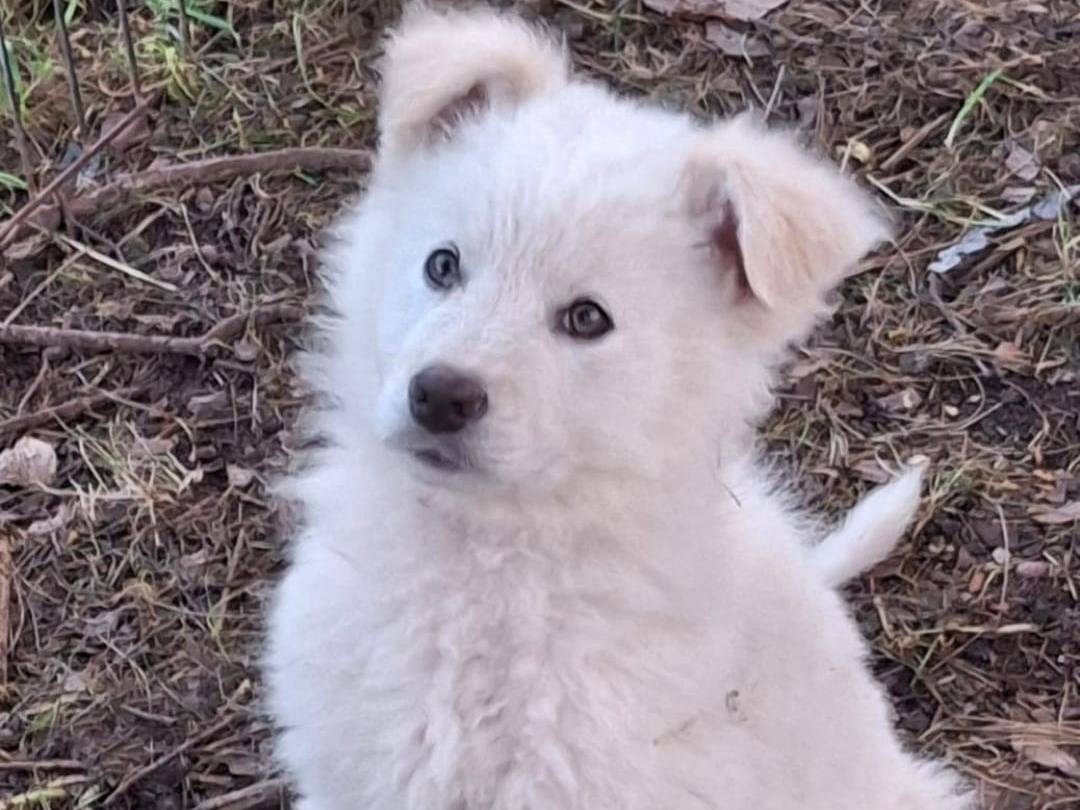 Adotta un cane, taglia media, femmina, Crotone