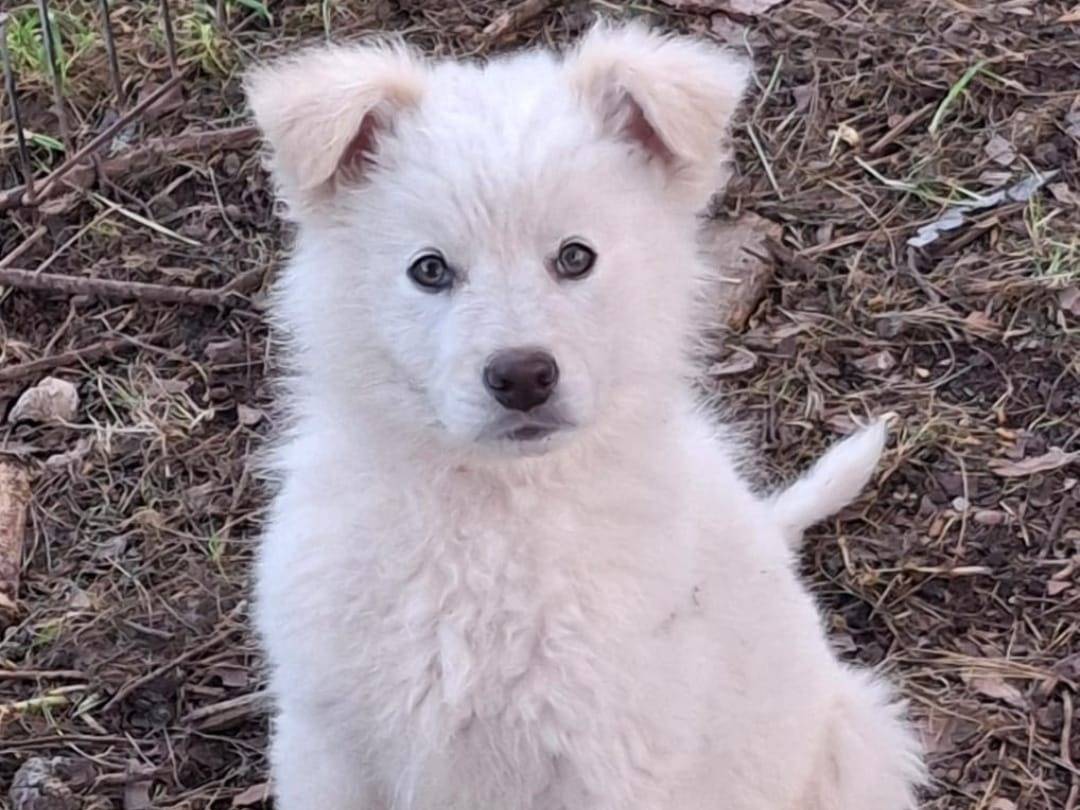 Vuoi adottare un cane a Crotone?