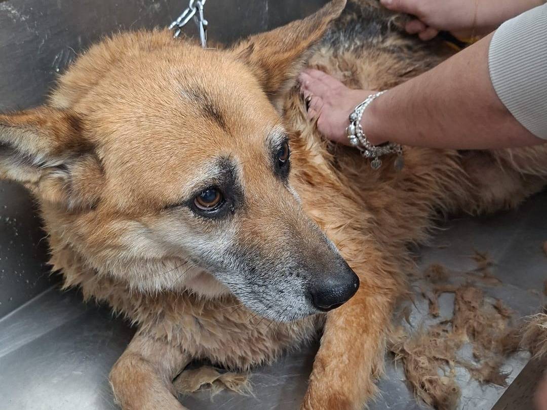 Vuoi adottare un cane a Firenze?