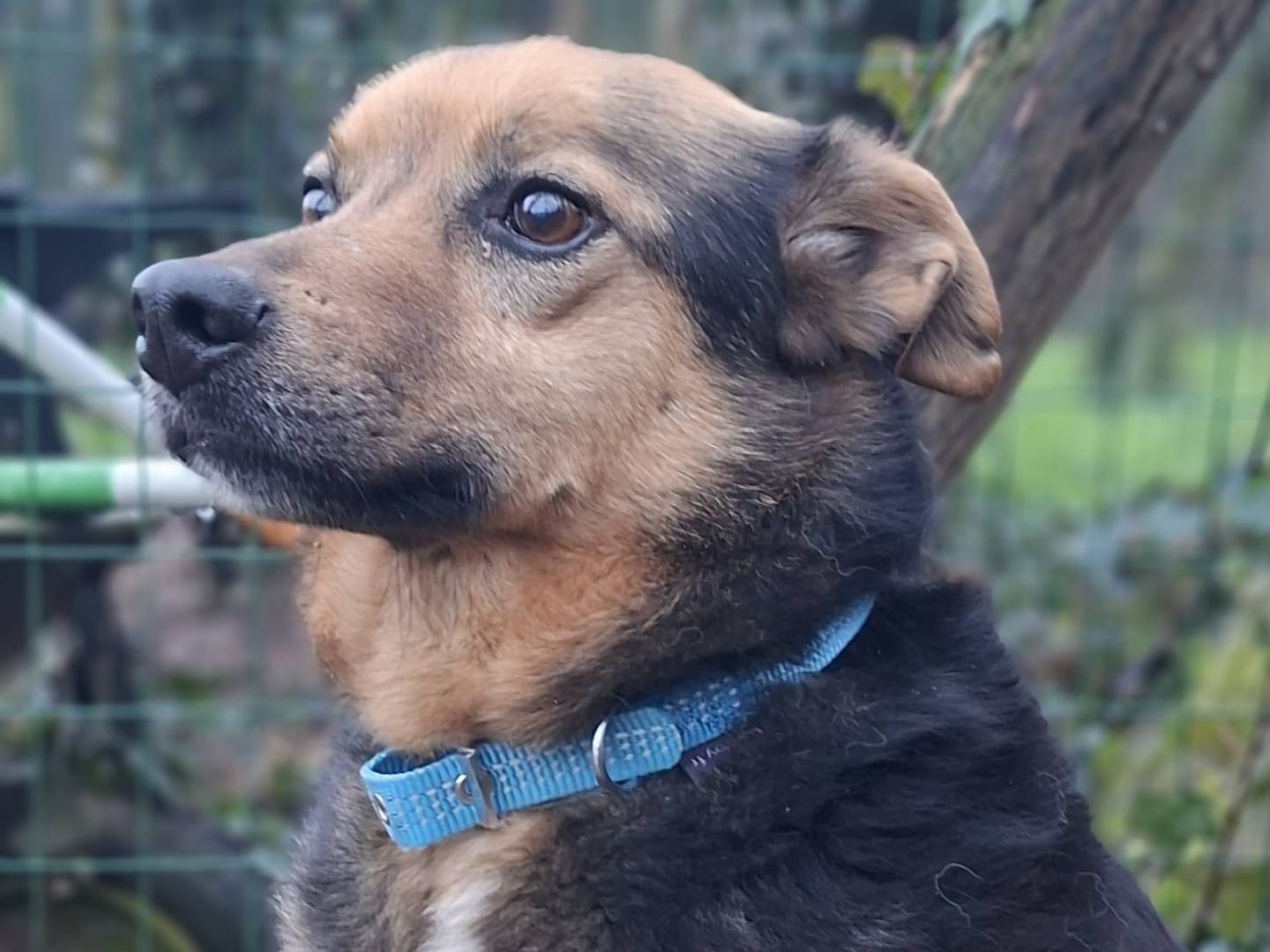 Adozione cane, maschio, Razza sconosciuta Razza sconosciuta, 7 anni e 11 mesi, taglia media, Firenze
