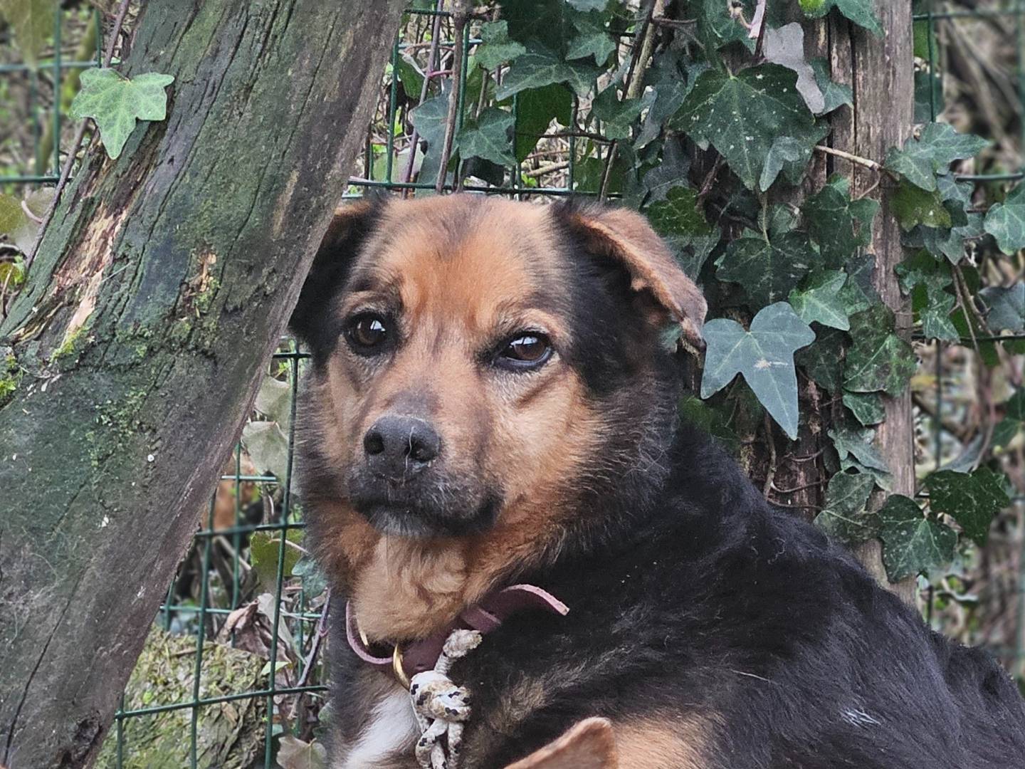 Adotta un cane, maschio, 7 anni e 11 mesi, Firenze