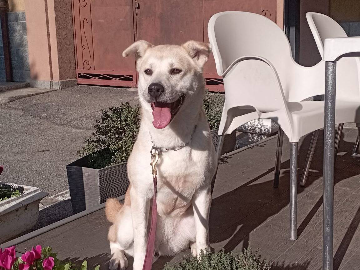 Adotta un cane, femmina, 3 anni e 7 mesi, Torino