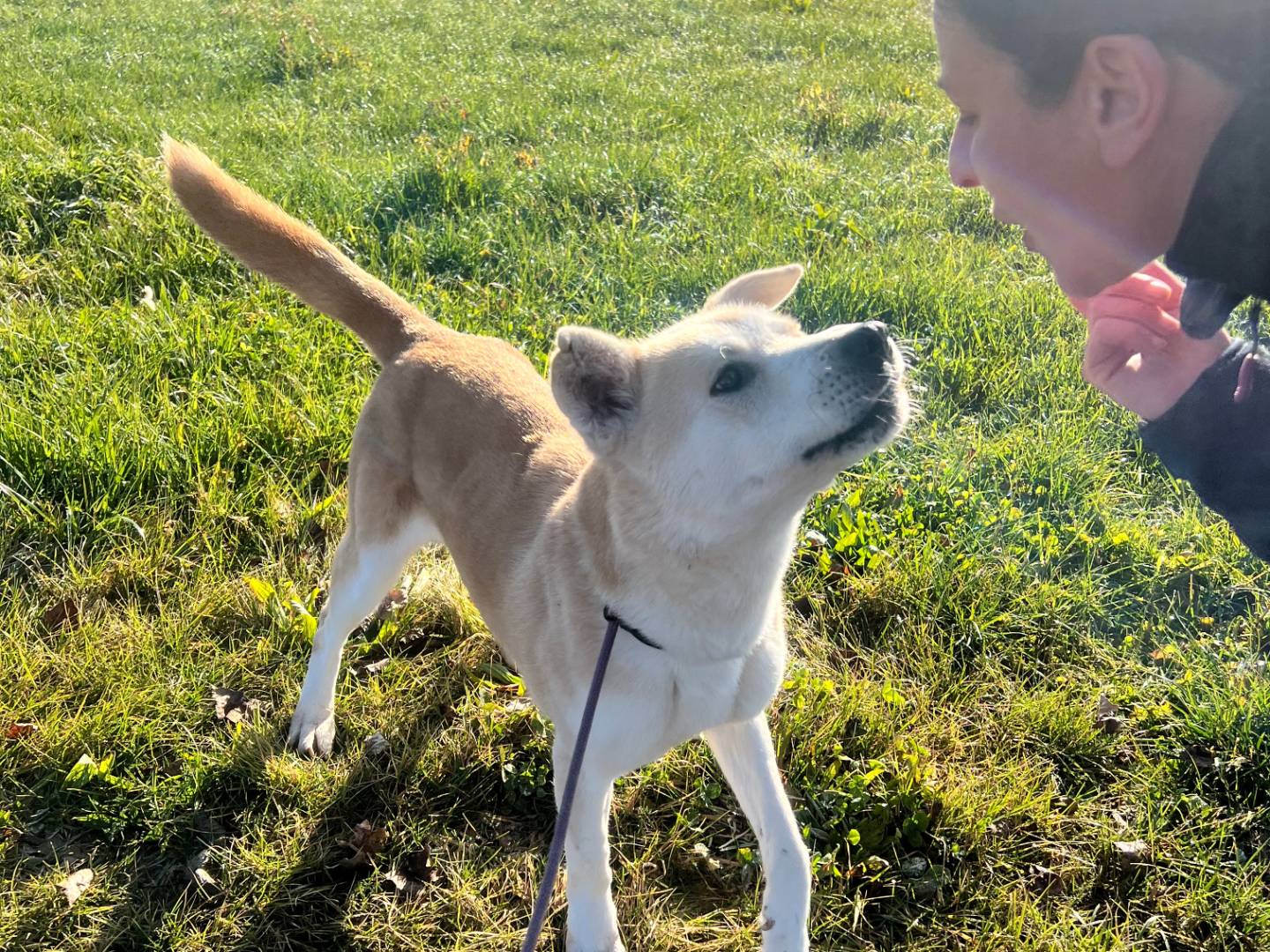 Adotta un cane, taglia grande, femmina, Torino