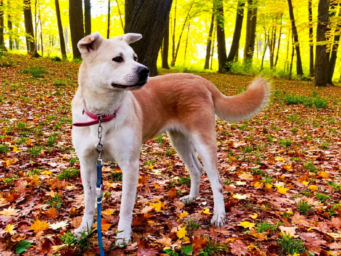 Vuoi adottare un cane a Torino?