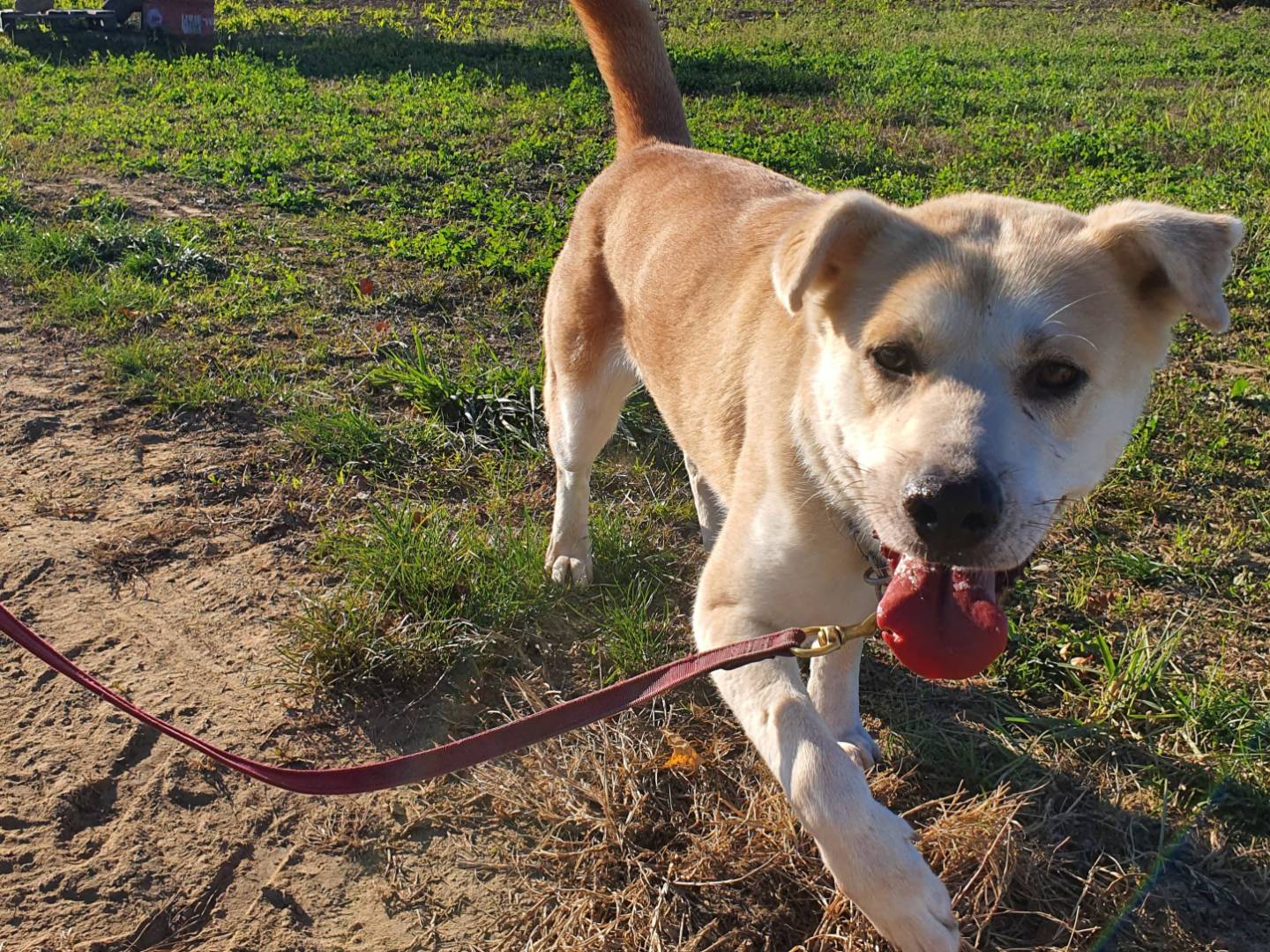 Adotta il cane Lula a Torino