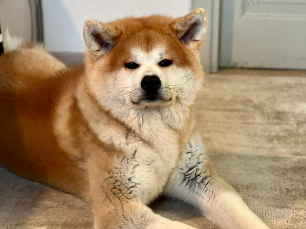 Adozione cane, maschio, Akita Razza sconosciuta, 3 anni e 11 mesi, taglia grande, Arezzo