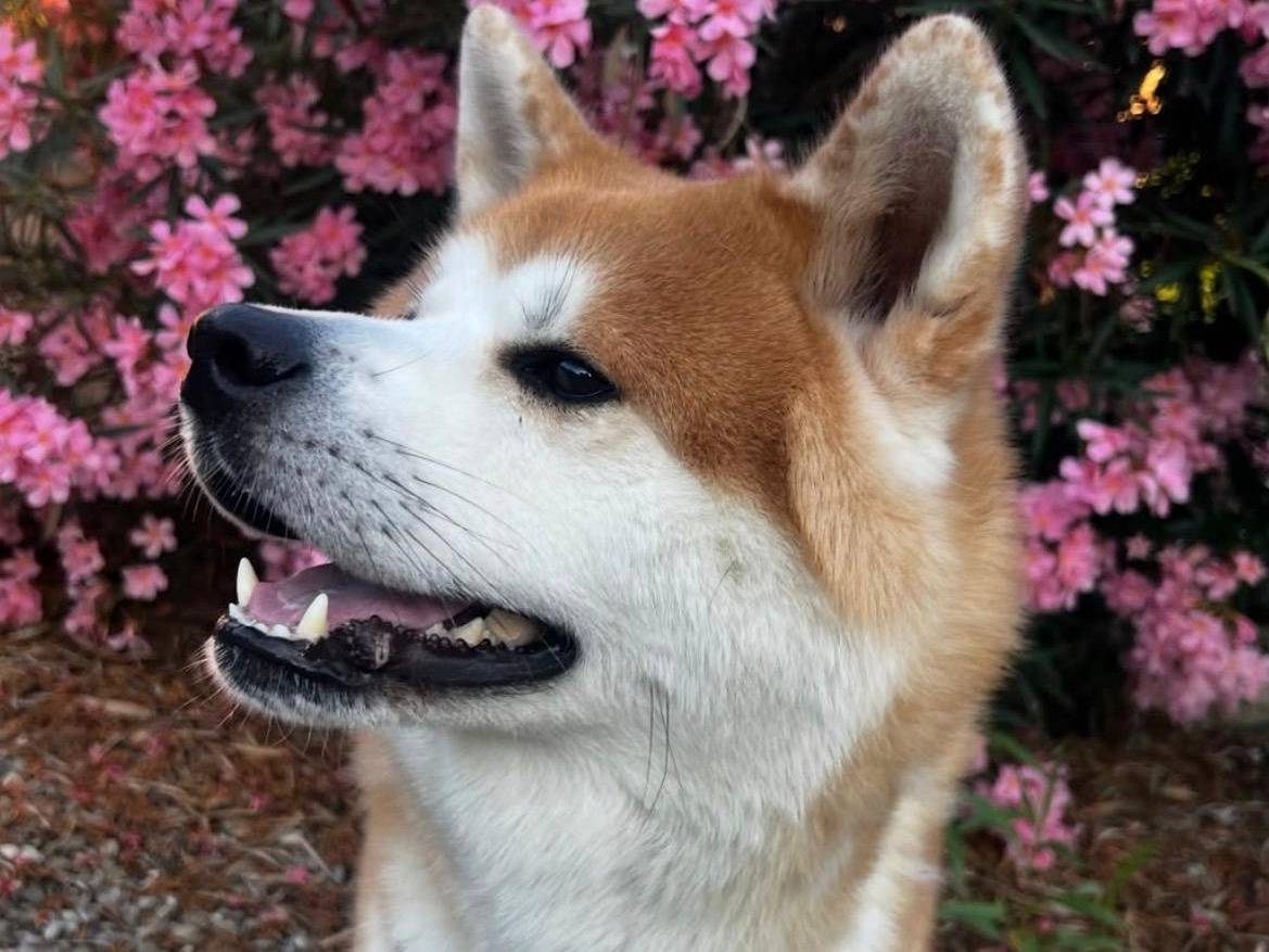 Adotta un cane, maschio, 3 anni e 11 mesi, Arezzo