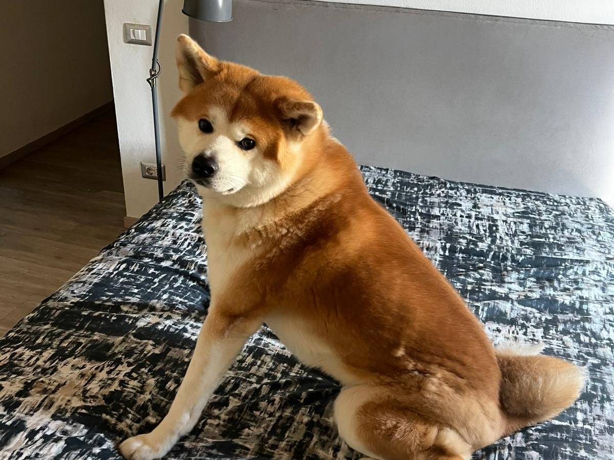 Adotta un cane, taglia grande, maschio, Arezzo