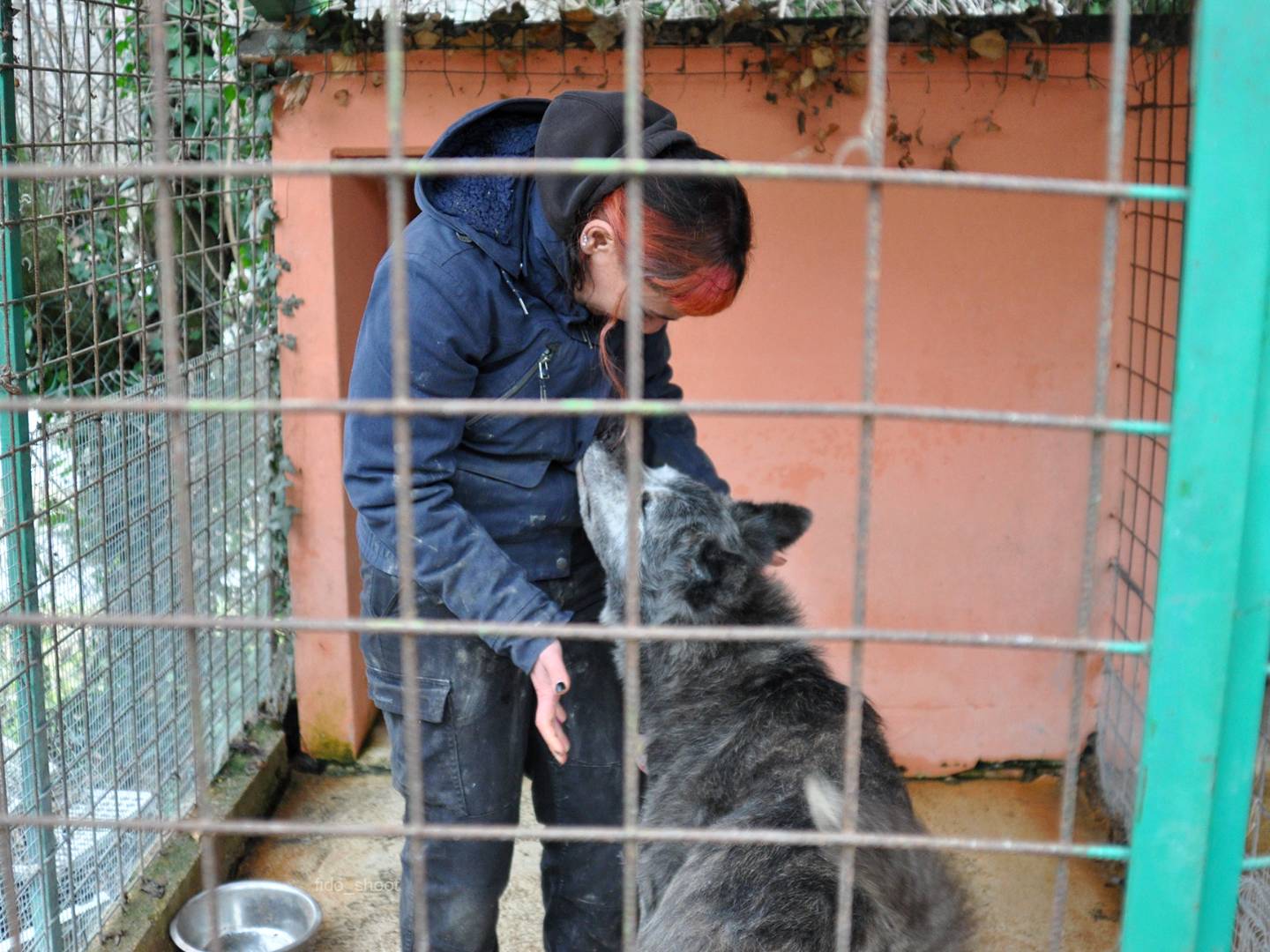 Adotta un cane, maschio, 9 anni e 11 mesi, Chieti