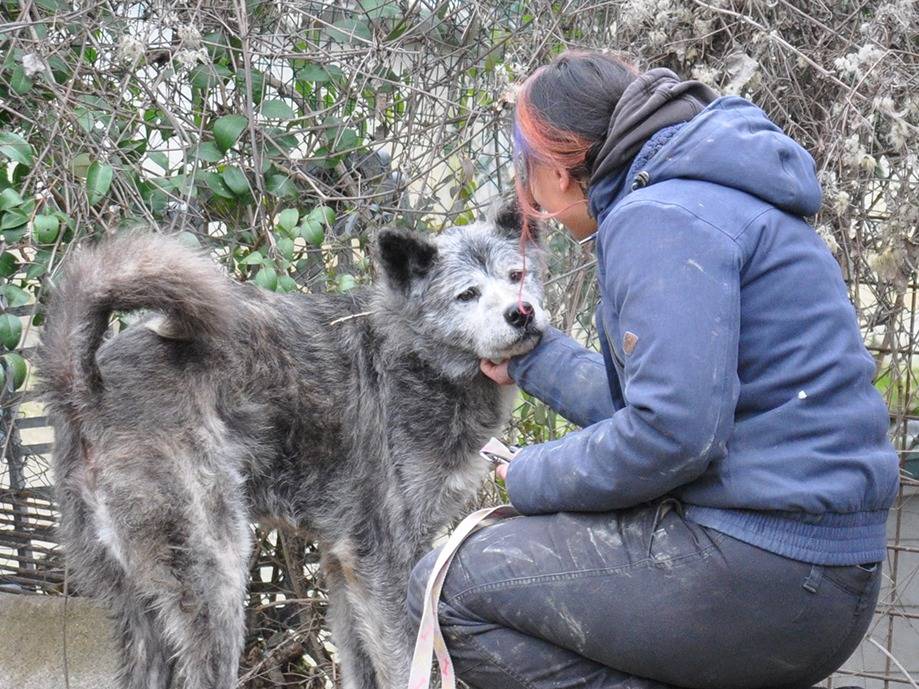 Adotta un cane, taglia grande, maschio, Chieti
