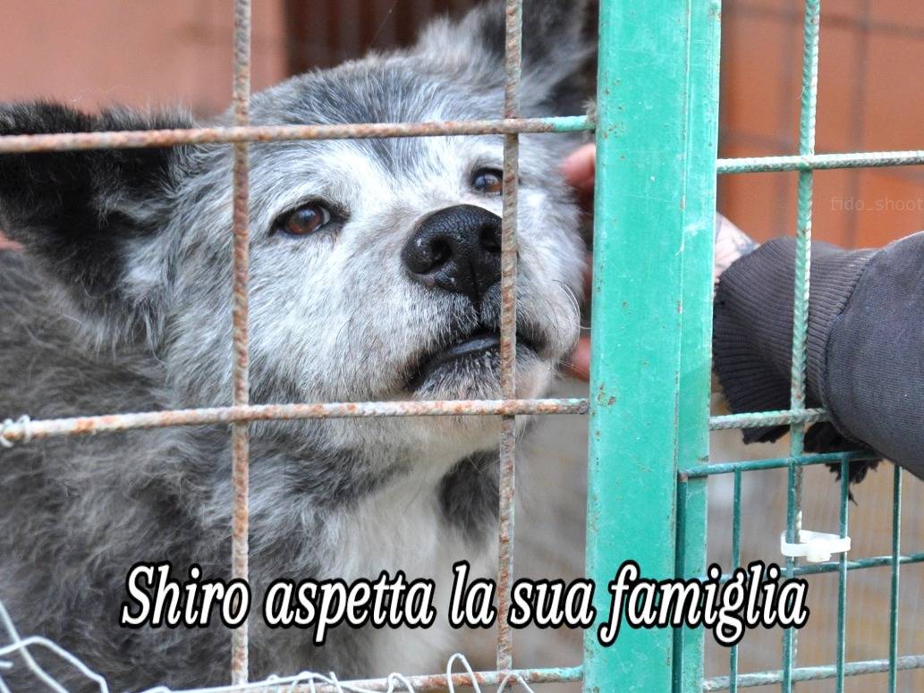 Vuoi adottare un cane a Chieti?