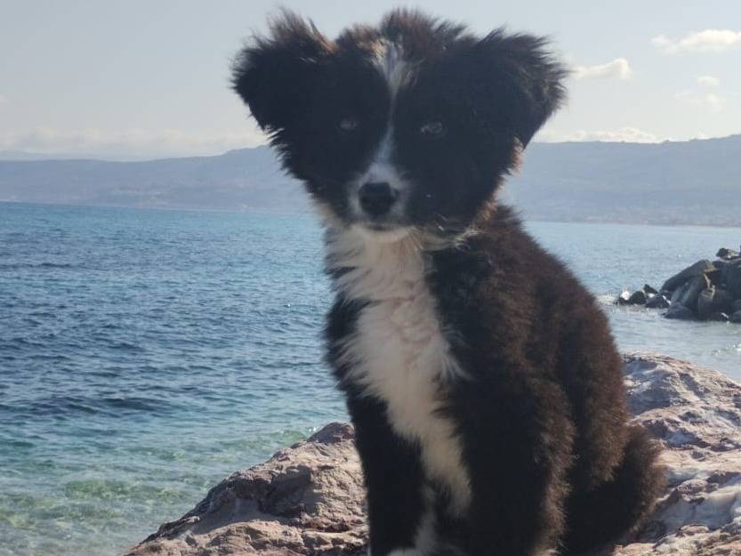 Adotta un cane, femmina, 3 mesi, Varese