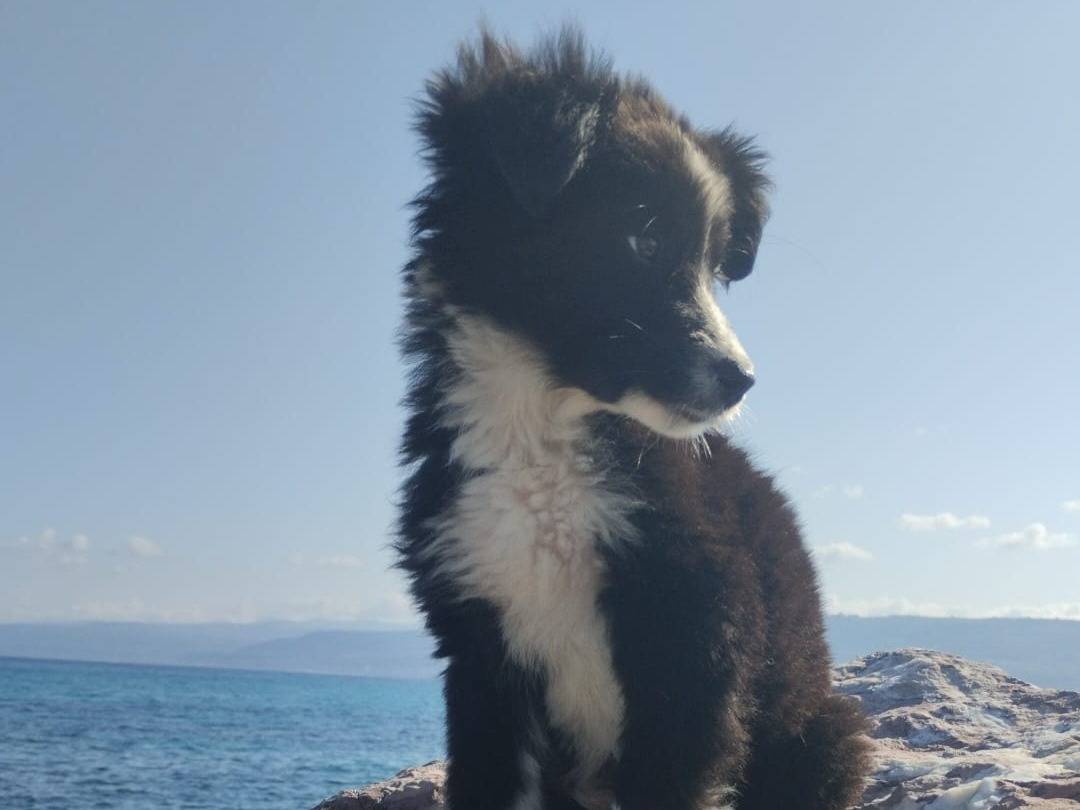 Adotta un cane, taglia media, femmina, Varese